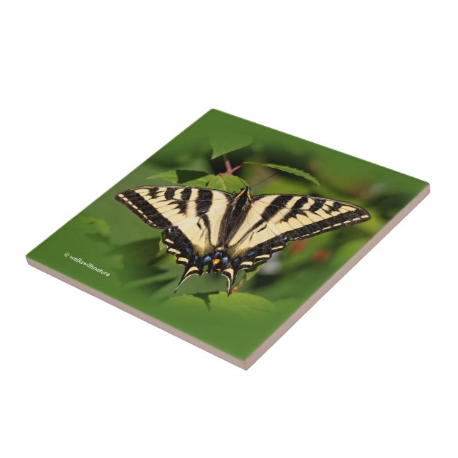Beautiful Western Tiger Swallowtail Butterfly Tile (Side)
