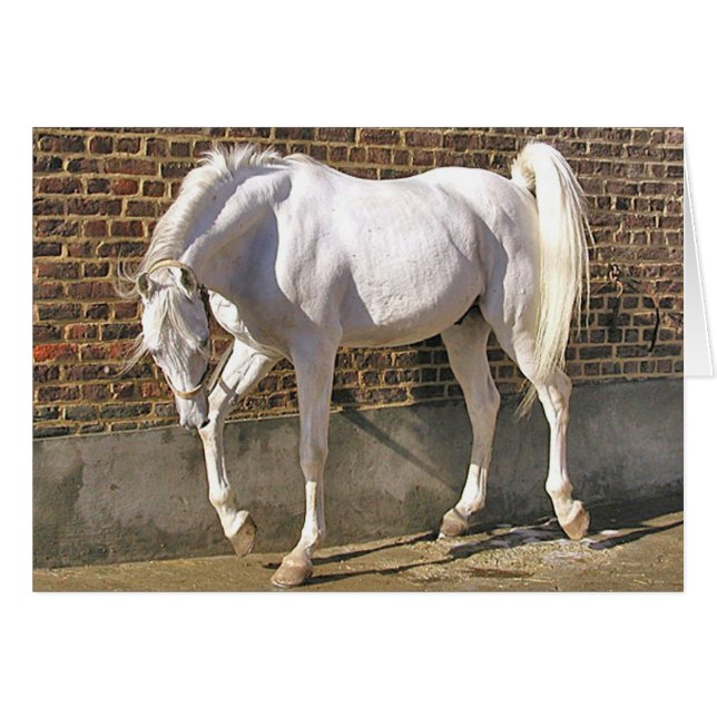 Beautiful White Arabian Horse (Front Horizontal)