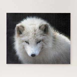Beautiful White Arctic Fox, Jigsaw Puzzle