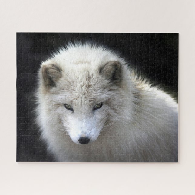 Beautiful White Arctic Fox, Jigsaw Puzzle (Horizontal)
