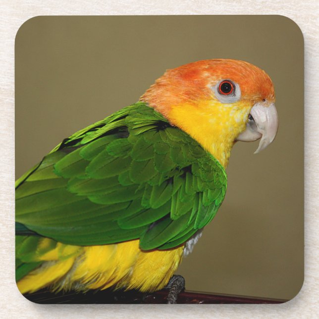 Beautiful White Bellied Caique Parrot Posing Coaster (Front)