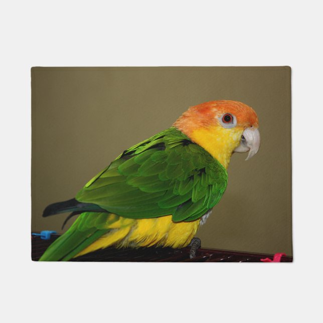 Beautiful White Bellied Caique Parrot Posing Doormat (Front)