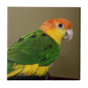 Beautiful White Bellied Caique Parrot Posing Tile
