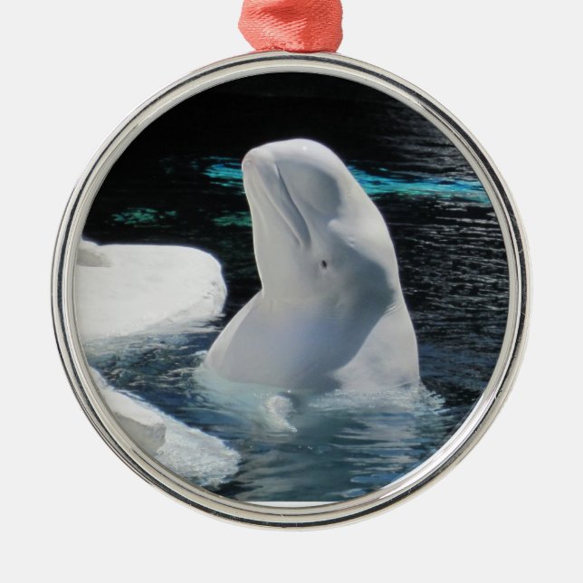 Beautiful White Beluga Whale Metal Ornament (Front)