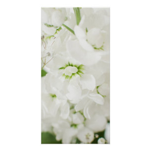 Beautiful White Blossoms Florals By Ava Poster