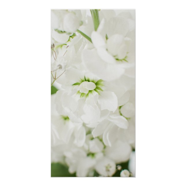 Beautiful White Blossoms Florals By Ava Poster (Front)