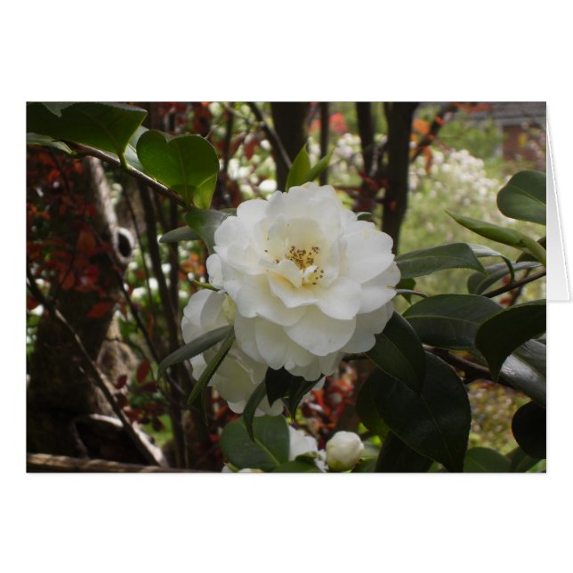 Beautiful White Camellia (Front Horizontal)
