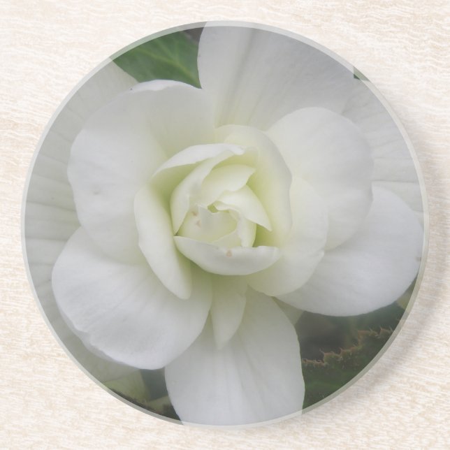 Beautiful White Carnation Coasters (Front)