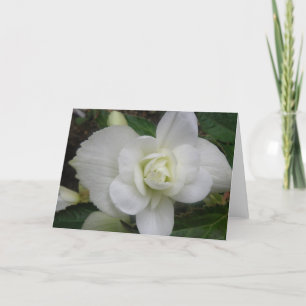 Beautiful White Carnation Greeting Card