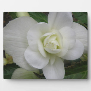 Beautiful White Carnation Plaque