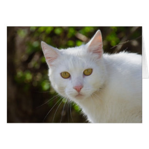 Beautiful White Cat