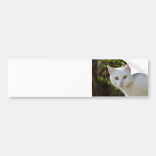 Beautiful White Cat Bumper Sticker