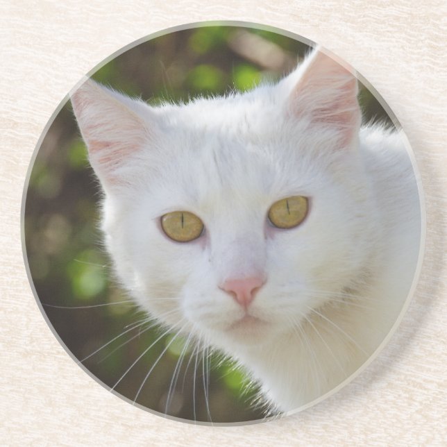 Beautiful White Cat Coaster (Front)