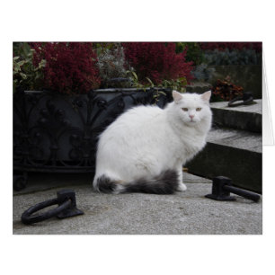 Beautiful White Cat On A Grave