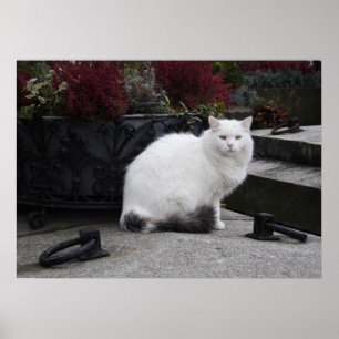 Beautiful White Cat On A Grave Poster