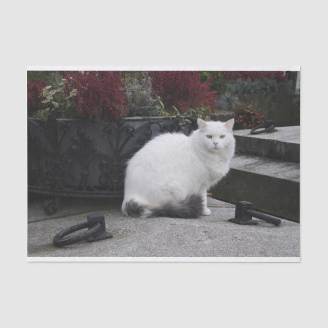 Beautiful White Cat On A Grave Tissue Paper (Front)