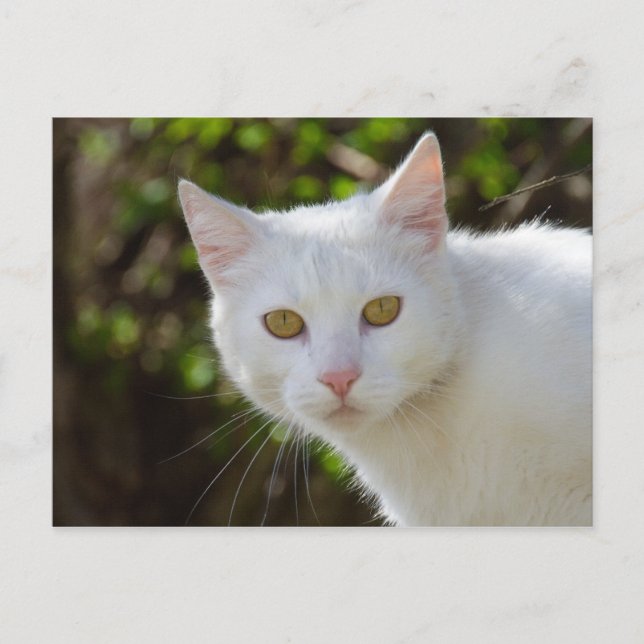 Beautiful White Cat Postcard (Front)