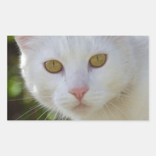 Beautiful White Cat Sticker