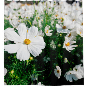 Beautiful white cosmos flowers blooming in gardena