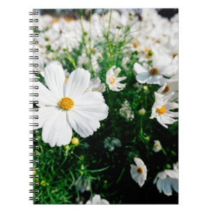 Beautiful white cosmos flowers blooming in gardena notebook