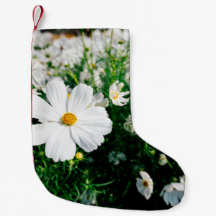 Beautiful white cosmos flowers blooming in gardena small christmas stocking