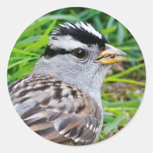 Beautiful White-Crowned Sparrow in the Grass Classic Round Sticker