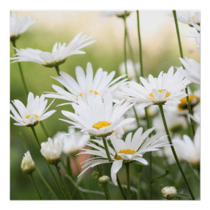 Beautiful White Daisies   Flowers in Green Field Poster