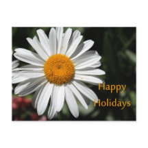 Beautiful white daisy flower happy holidays floral