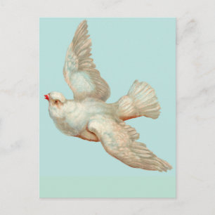 beautiful white dove postcard