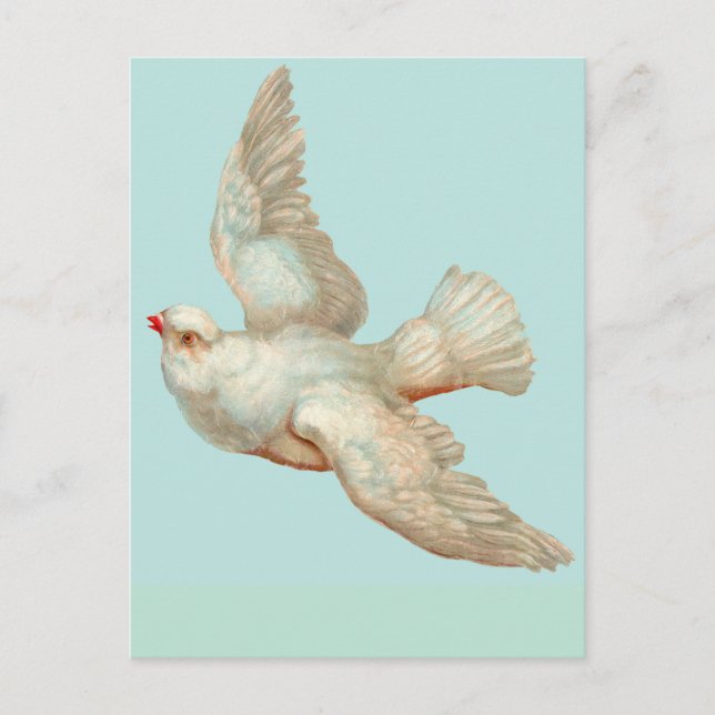  beautiful white dove postcard (Front)