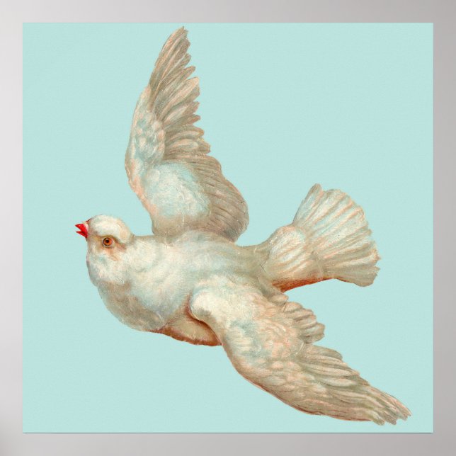 beautiful white dove poster (Front)