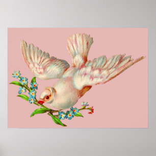 beautiful white dove with sprig in its mouth  poster