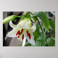 BEAUTIFUL WHITE EASTER LILY