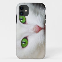 Beautiful white kitty cat kitten animal lover