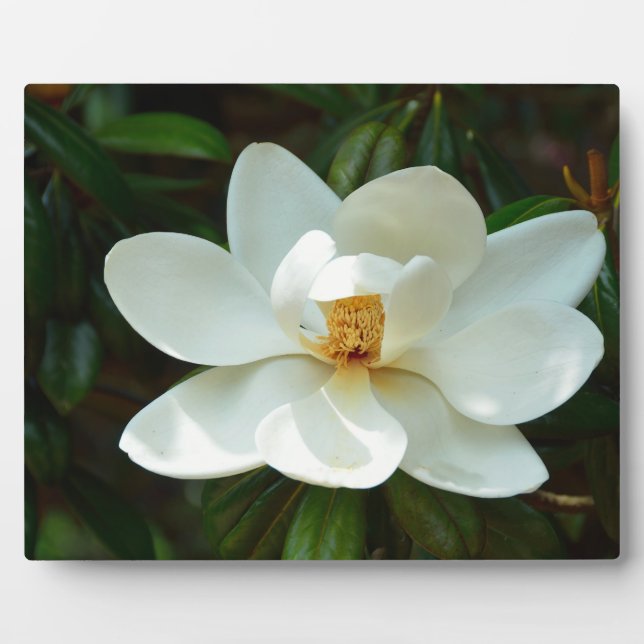 Beautiful White Magnolia Flower Plaque (Front)