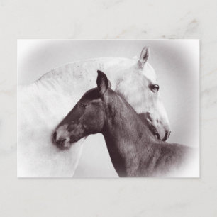 Beautiful white mare horse with black foal postcard