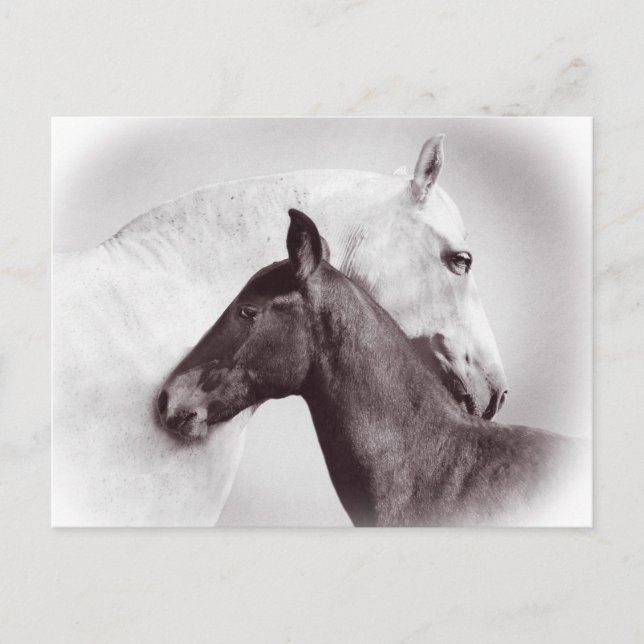Beautiful white mare horse with black foal postcard (Front)