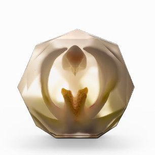 Beautiful White Orchid Print Photo Block