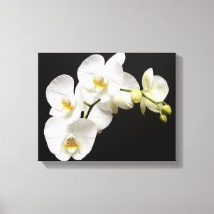 Beautiful White Orchid with Black Background Canvas Print