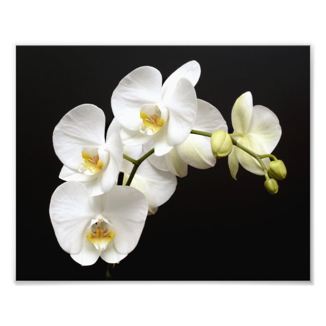 Beautiful White Orchid with Black Background Photo Print (Front)