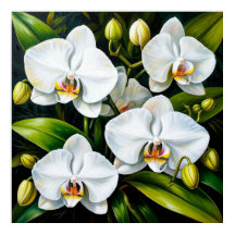 beautiful White Orchids