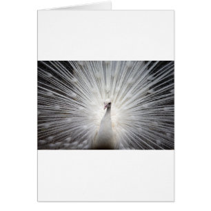 Beautiful white peacock