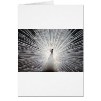 Beautiful white peacock