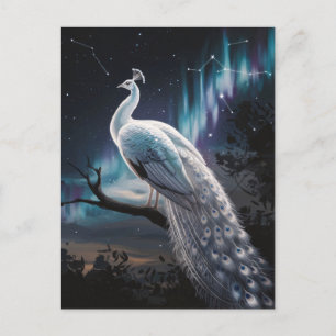 Beautiful White Peacock Aurora Borealis Scenic Postcard