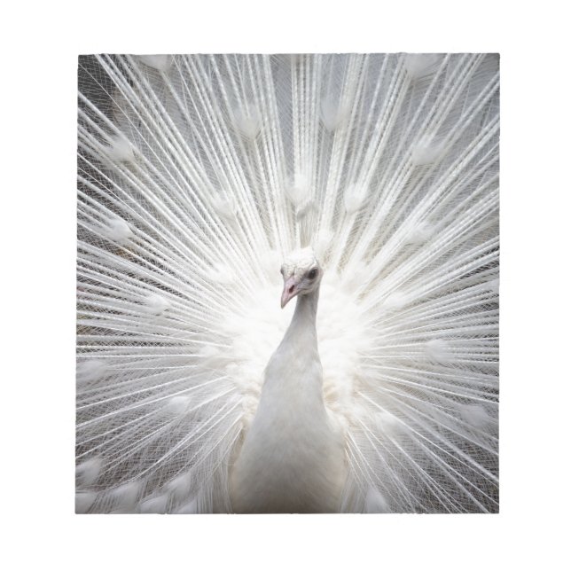 Beautiful white peacock notepad (Front)