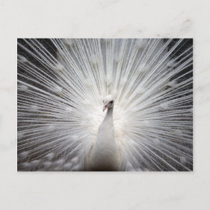 Beautiful white peacock postcard