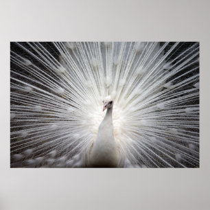 Beautiful white peacock poster