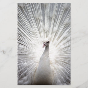 Beautiful white peacock stationery