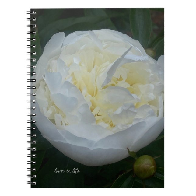 Beautiful White Peony Notebook (Front)