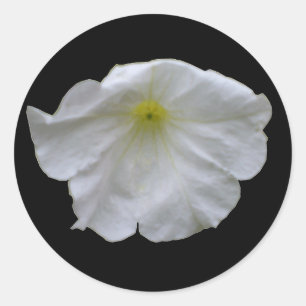 Beautiful White Petunia Sticker